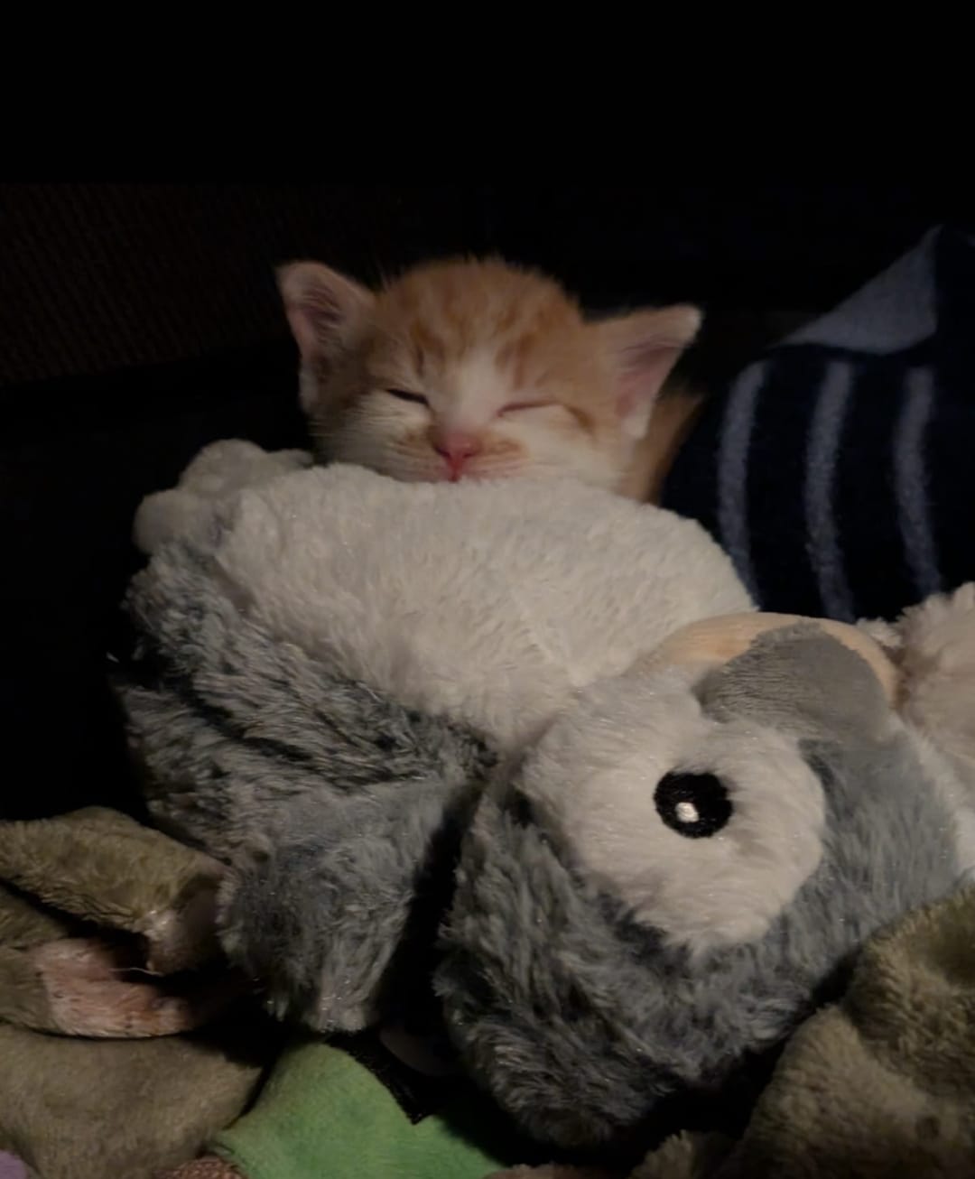 Mrau miau meow owo nya mroe, Pumpkin, mreu miau mew